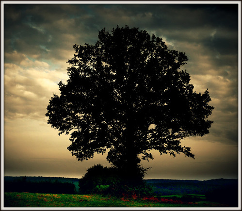 593 Tree - Silhouette