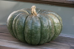 Jarrahdale pumpkin