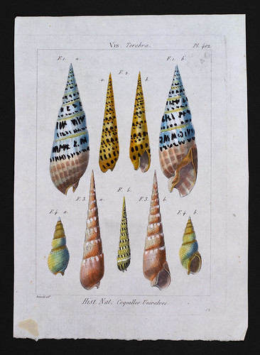 //Terebra,// Jean-Baptiste Lamarck (1744-1829), Tableau Encyclopédique et Méthodique des Trois Règnes de la Nature. Paris 1791-1798. Photograph by D Dunlop.
