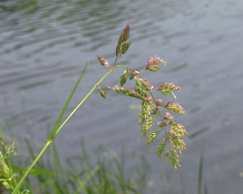 grass