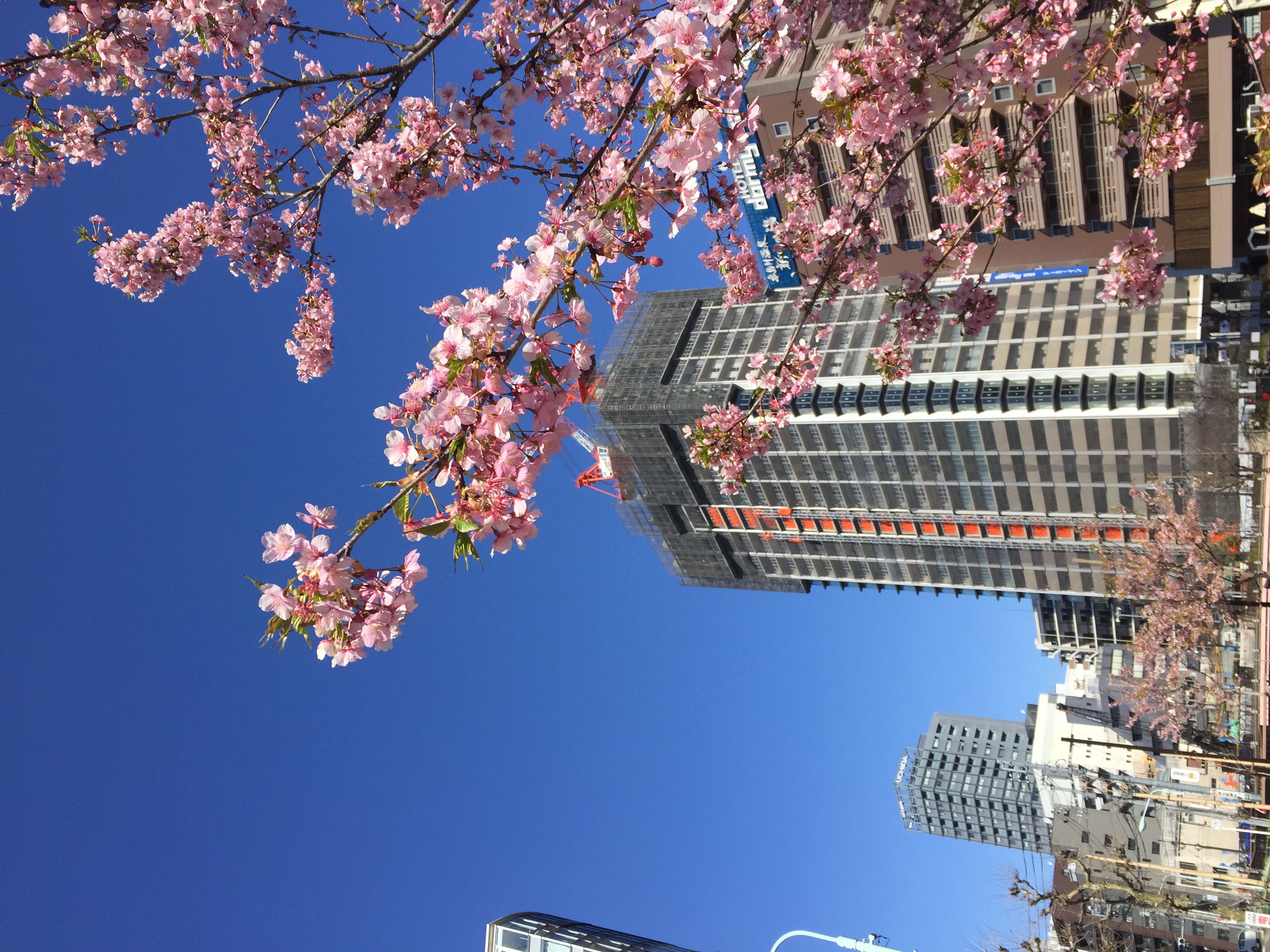 河津桜が咲いてました。