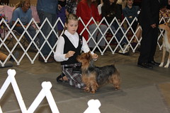 Dog show Rapid City