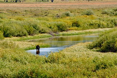Moose in Marsh near the Snake River