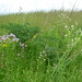 Waubesa Wetlands conservancy -- tall grass prairie