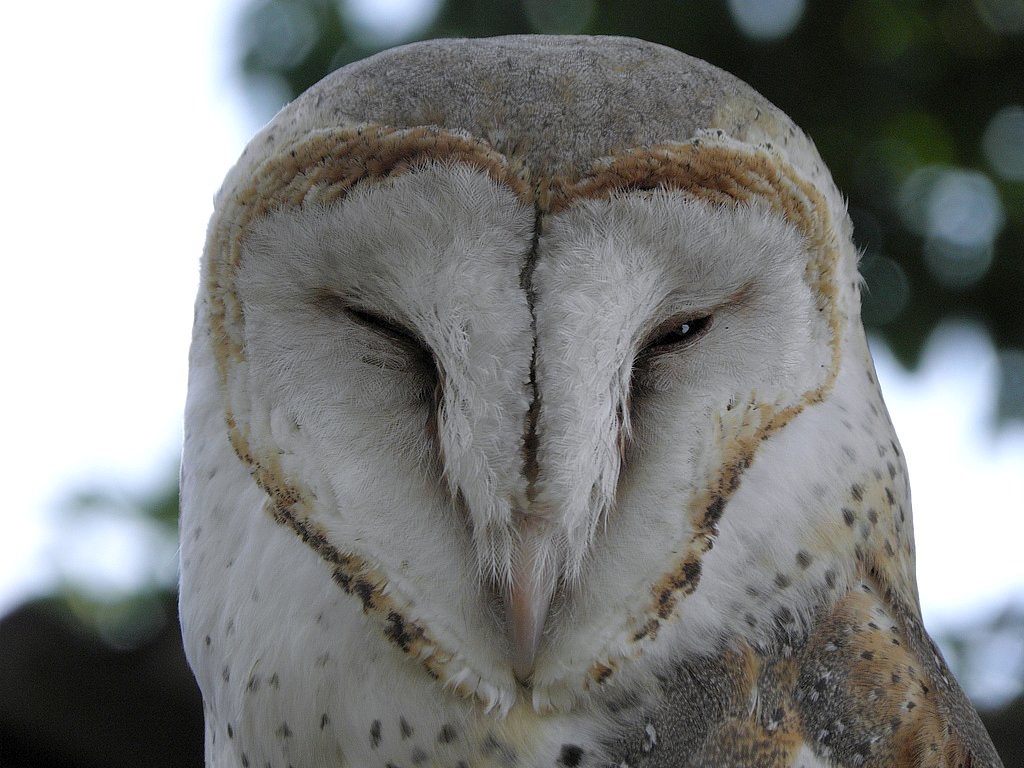 The World S Most Recently Posted Photos Of Burung And Hantu