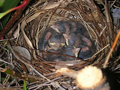 Baby Cardinals Hatched