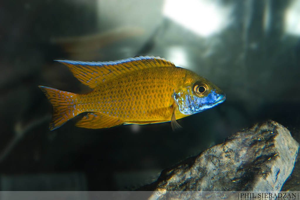 Show Us The Different Species of African Rift Lake Cichlids ...