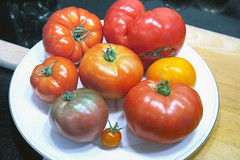 tomato taste test 3