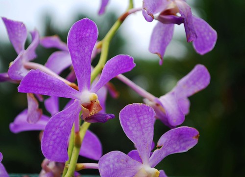 Orchid Garden KL18