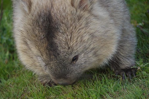 Our Wombat