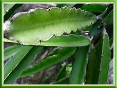 Hylocereus undatus (Dragon Fruit), the plant