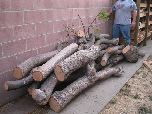 me with huge Jacaranda log pile