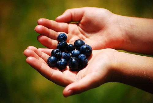 Blueberry season