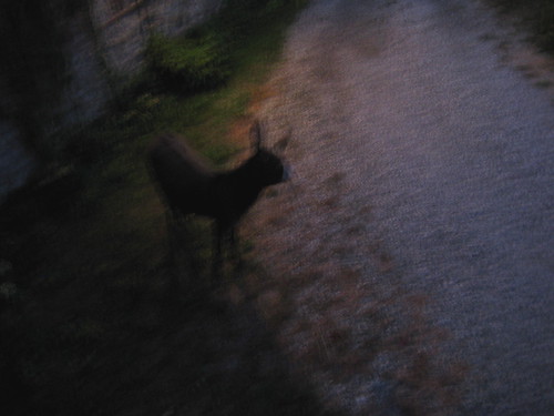 asini, 01.09.09, 3