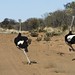 Male Ostriches running