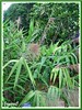 Thysanolaena latifolia (Bamboo Grass, Buluh tebrau in Malay language)