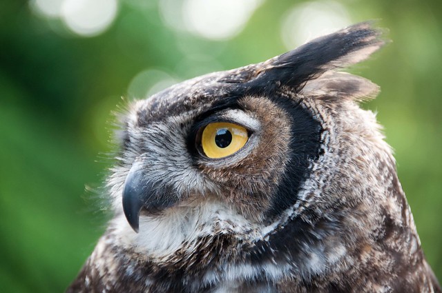 Darwin, the Great Horned owl