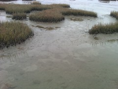 Low Water in the Bayou Vista Salt Marsh