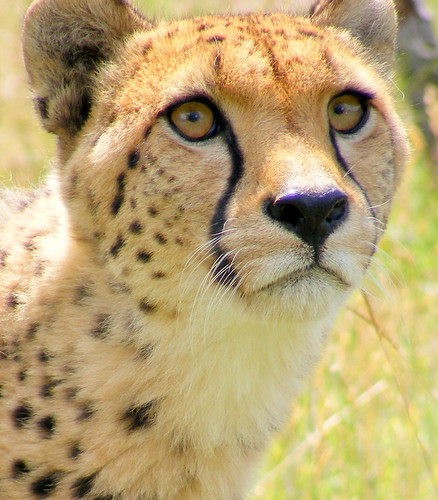 Your favorite cheetah image | Flickr Big Cats | Flickr