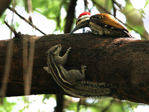 The woodpecker and the squirrel