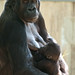 Baby Nursing - Gorilla