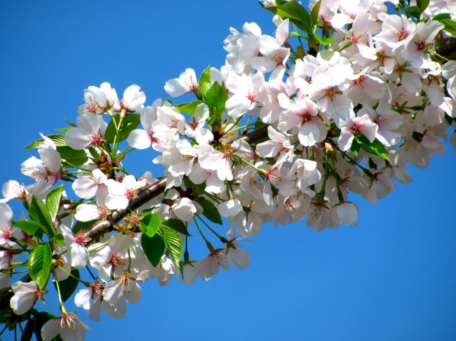 cherry blossom 4