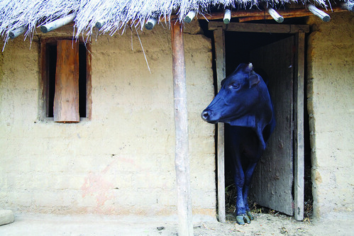 Dairy cow looks out from her stall in a village in central Malawi