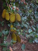 Jackfruit • <a style="font-size:0.8em;" href="http://www.flickr.com/photos/7955046@N02/4418965879/" target="_blank">View on Flickr</a>