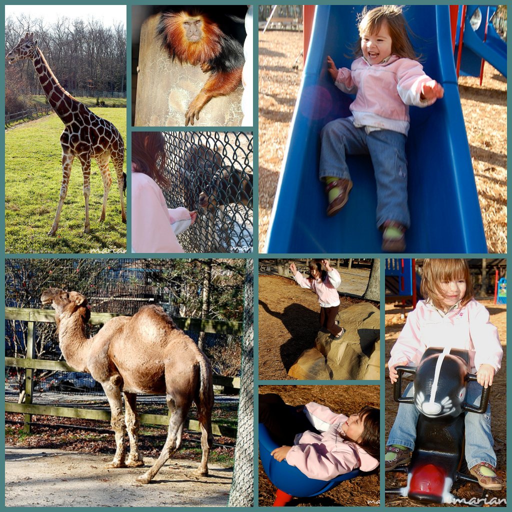 Cape May Zoo collage