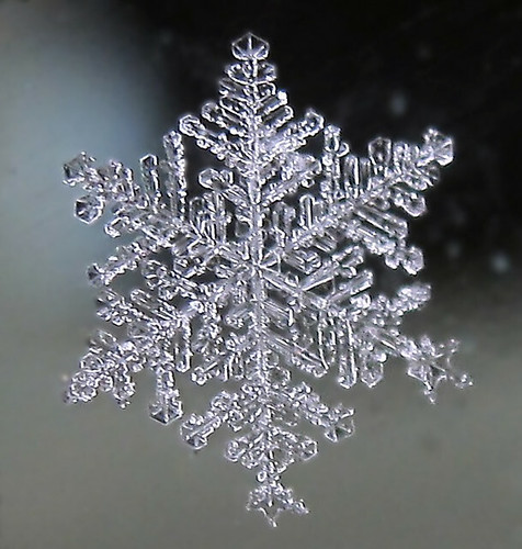 Snowflake Beauty