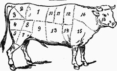 cow-anatomy.gif