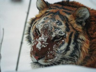 Siberian Tiger in Hunchun Nature Reserve