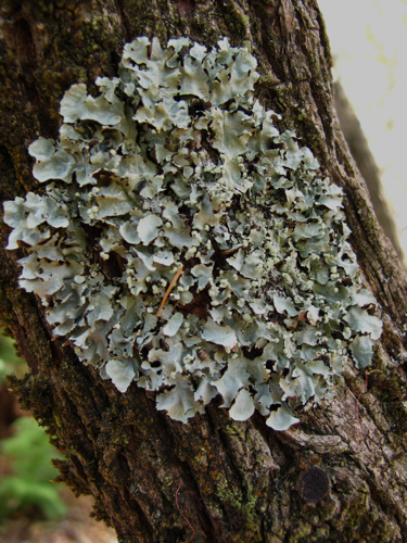 Lichen (by Simbel_myne)