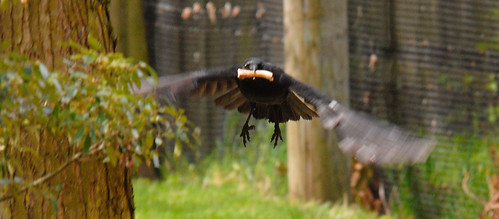 Crow