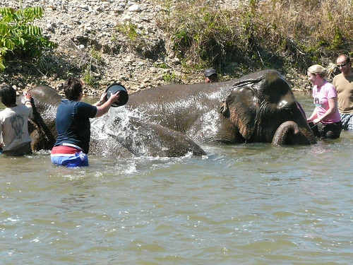 Giving the elephants a bath