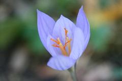 saffron crocus 3