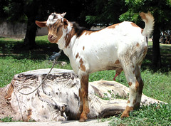 Horny goat