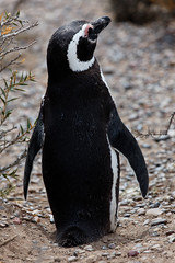 baudchon-baluchon-pinguins
