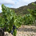 gite pays cathare accueil vigneron vignes corbières