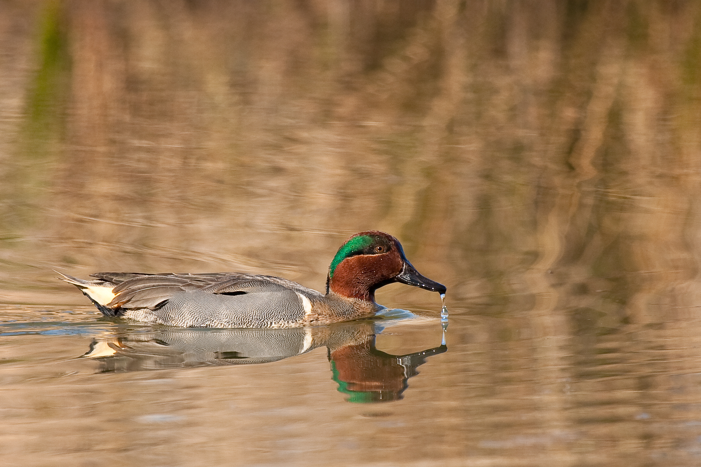 Green-winged Teal (my first Teal sighting) -- Birds in photography-on ...