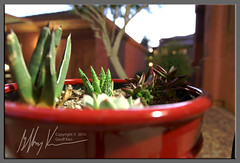 Planter in HDR • <a style="font-size:0.8em;" href="https://www.flickr.com/photos/34058517@N02/4448285106/" target="_blank">View on Flickr</a>