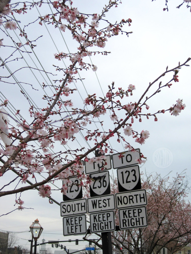 cherry blossoms and crazy roads