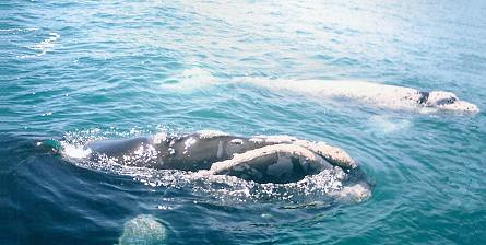 Southern Right Whale (Eubalaena australis) .................... BALLENA FRANCA AUSTRAL ... Original = (1394 x 721)