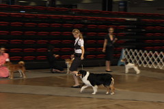 Rapid City Dog show 2009 Molly Reserve Winner