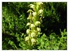Ohnhorn (Aceras anthropophorum Syn. Orchis anthropophora)