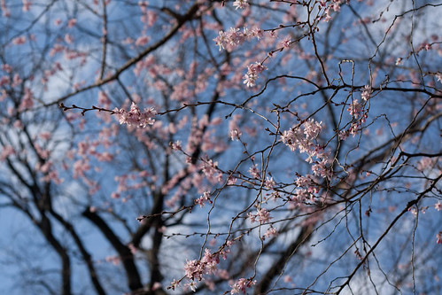 Dogwood Blossoms