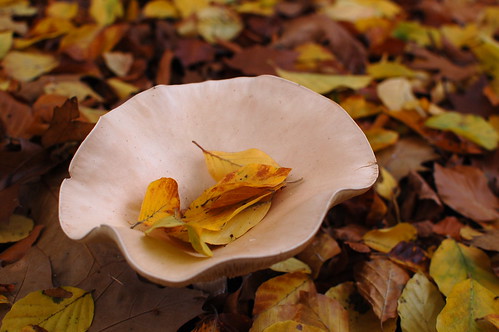 Bowl of Leaves