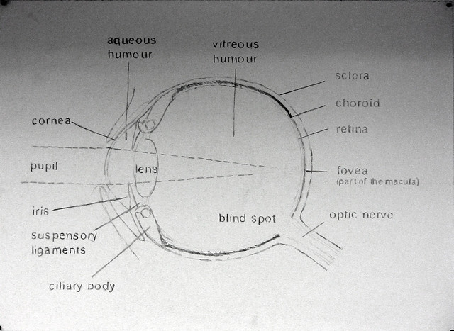 Anatomy - Eye