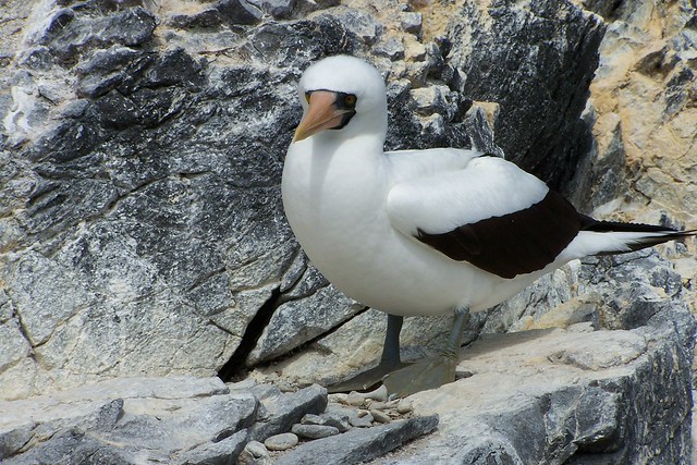 Galapagos photos