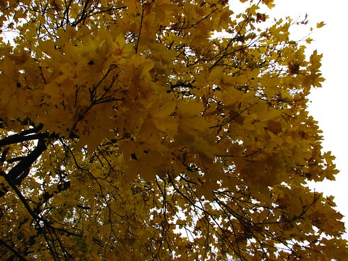 Autumn yellow leaves • <a style="font-size:0.8em;" href="http://www.flickr.com/photos/43628998@N05/4488945921/" target="_blank">View on Flickr</a>